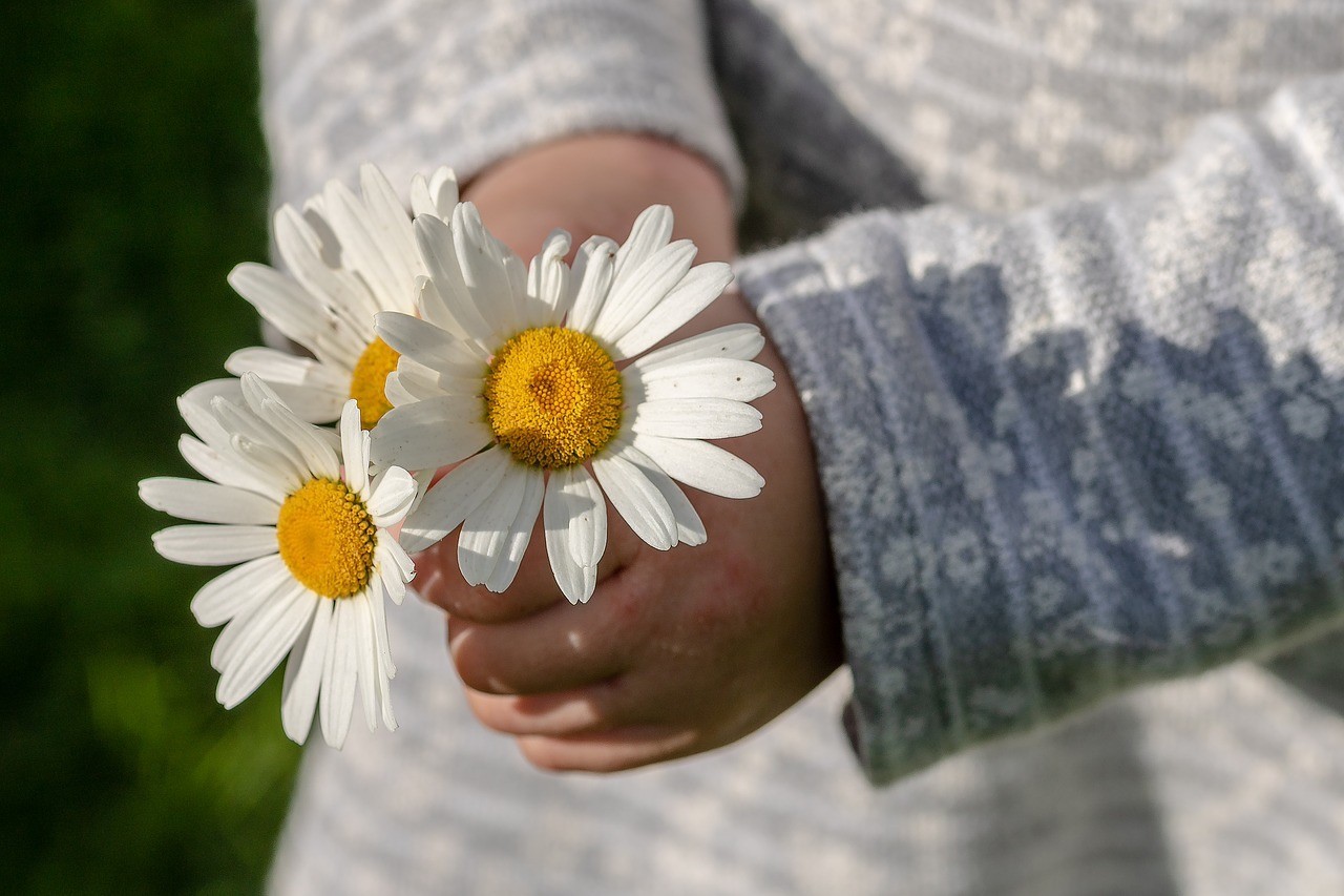 Kinderhand hält einen Strauß Gänseblümchen